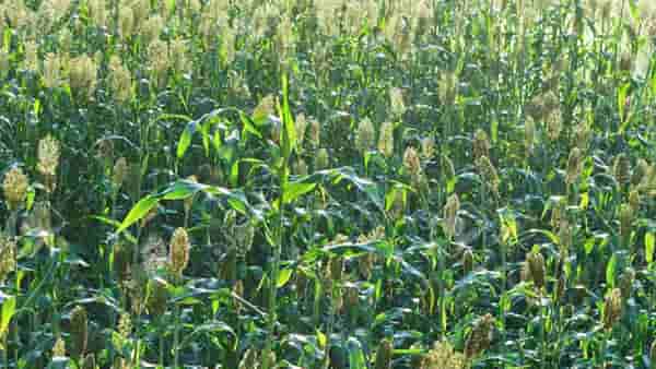 Farmer Advice: वाढलेली हुडहुडी अन् घटलेल्या तापमानाचा रब्बी पिकांवर परिणाम, कृषी विज्ञान केंद्राचा काय आहे सल्ला?