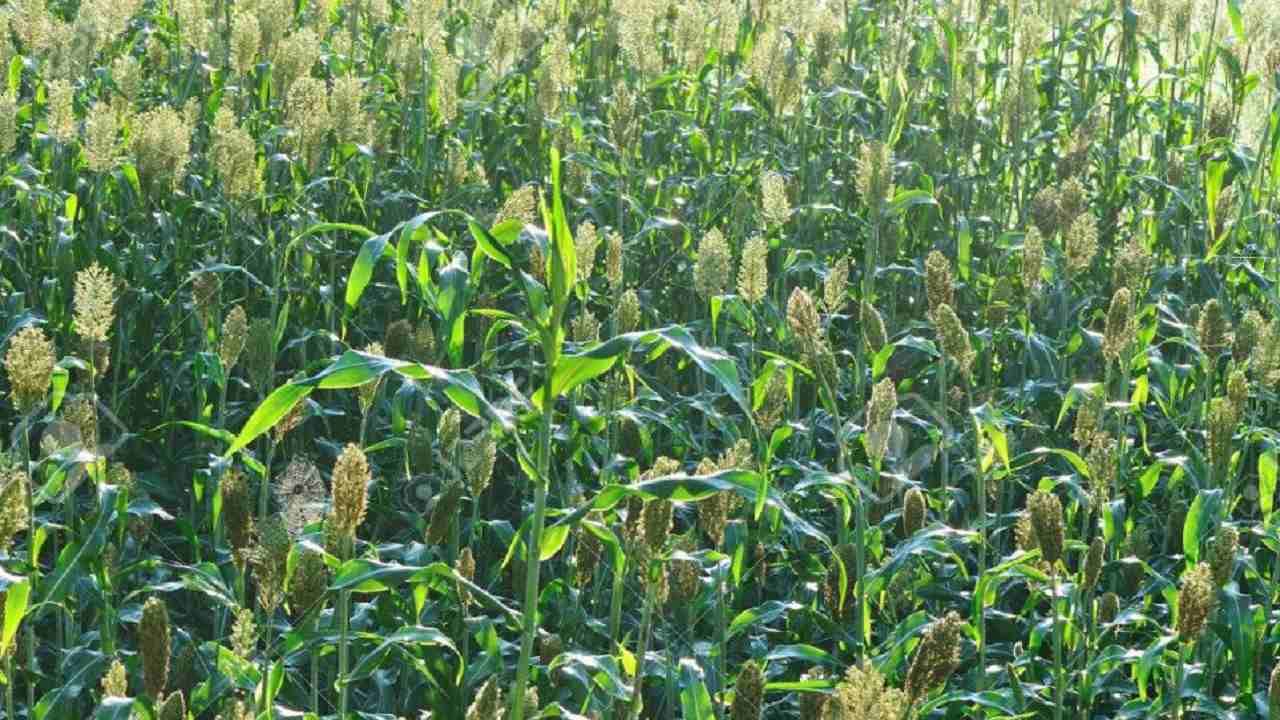 Farmer Advice: वाढलेली हुडहुडी अन् घटलेल्या तापमानाचा रब्बी पिकांवर परिणाम, कृषी विज्ञान केंद्राचा काय आहे सल्ला?