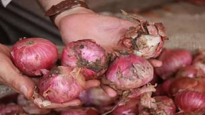 Onion : दरामुळे नाही तर या कारणामुळे लाल कांद्याचा झाला वांदा, हंगामाची सुरवात अन् शेवटही अडचणीचाच