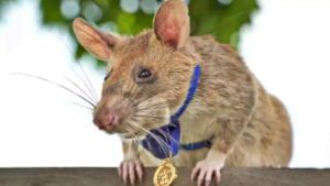 Viral : 100हून जास्त भुसुरूंग शोधण्यास मदत करणाऱ्या कंबोडियातल्या मगावा उंदराचा मृत्यू, वाचा सविस्तर