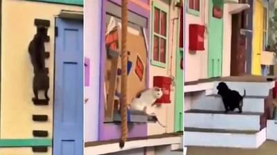 कुत्री आणि मांजरांचा हा Viral Video पाहिल्यावर तुम्हीही म्हणाल, ये लाजवाब है!