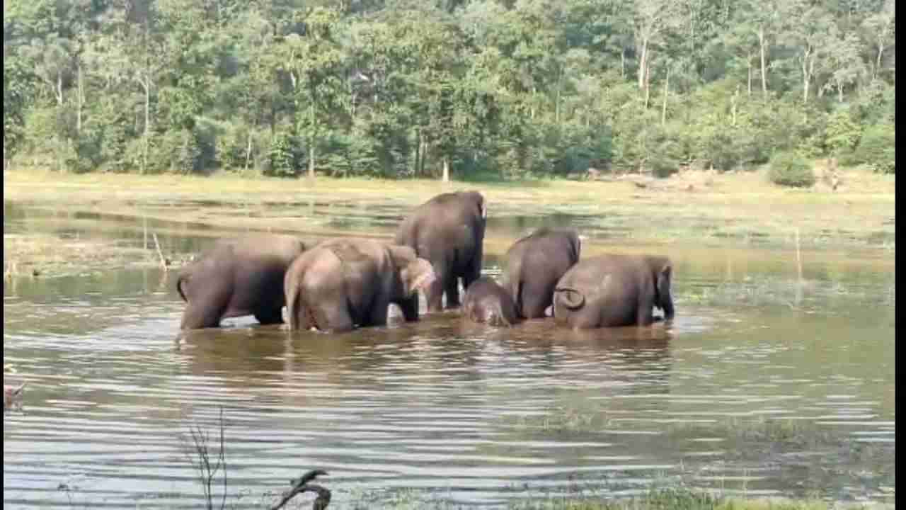 Video - Gadchiroli | महाराष्ट्रातील हत्ती गुजरातमध्ये नेण्यास विरोध; मंत्री, खासदारही मैदानात, कमलापुरातील हत्तीप्रेमींच म्हणण काय?