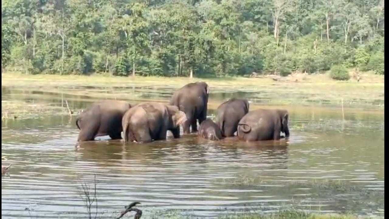 Video - Gadchiroli | महाराष्ट्रातील हत्ती गुजरातमध्ये नेण्यास विरोध; मंत्री, खासदारही मैदानात, कमलापुरातील हत्तीप्रेमींच म्हणण काय? Video - Gadchiroli | महाराष्ट्रातील हत्ती गुजरातमध्ये नेण्यास विरोध; मंत्री, खासदारही मैदानात, कमलापुरातील हत्तीप्रेमींच म्हणण काय?
