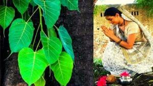 Pipal Tree |33 कोटी देवांचा वास असलेले पिंपळ घरात लावणे अशुभ का?, जाणून घ्या रंजक माहिती