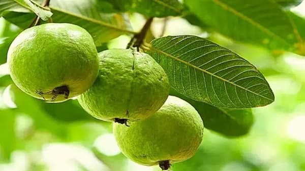 सर्दी, खोकला किंवा ताप असल्यावर पेरूचे सेवन करू नये, असे आपण अनेक वेळा ऐकले असेल. पेरू हे व्हिटॅमिन सी, ए, ई, फायबर, लोह, कॅल्शियम, मॅंगनीज असते. जर तुम्ही दररोज पेरूचे सेवन केले तर ते तुमची रोगप्रतिकारक शक्ती मजबूत करते आणि सर्दी आणि खोकल्यापासून शरीराचे संरक्षण होते. यामुळेच सर्दी, खोकला आणि तापदरम्यान पेरूचे सेवन करावे.