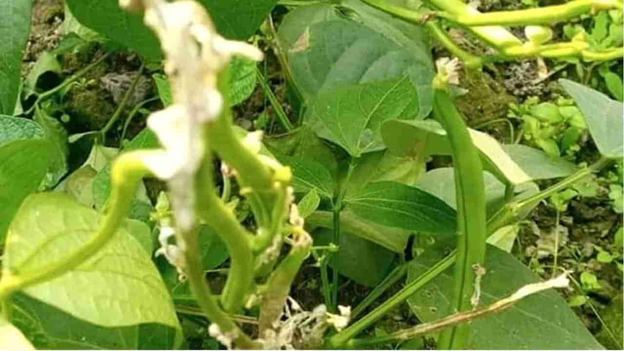 Vegetable: भाजीपाल्याची लागवड केलीय? मग या 4 नियमांचे पालन करा अन् उत्पादन वाढवा