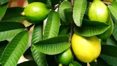 जाबांची पाने आहेत एक उत्तम आयुर्वेदिक औषध; जाणून घ्या फायदे