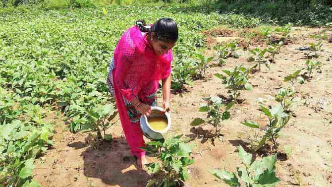 Natural Farming : केंद्र सरकारचा नैसर्गिक शेतीवर भर मात्र, कृषी संशोधन परिषदेचा अहवाल काय सांगतो, वाचा सविस्तर