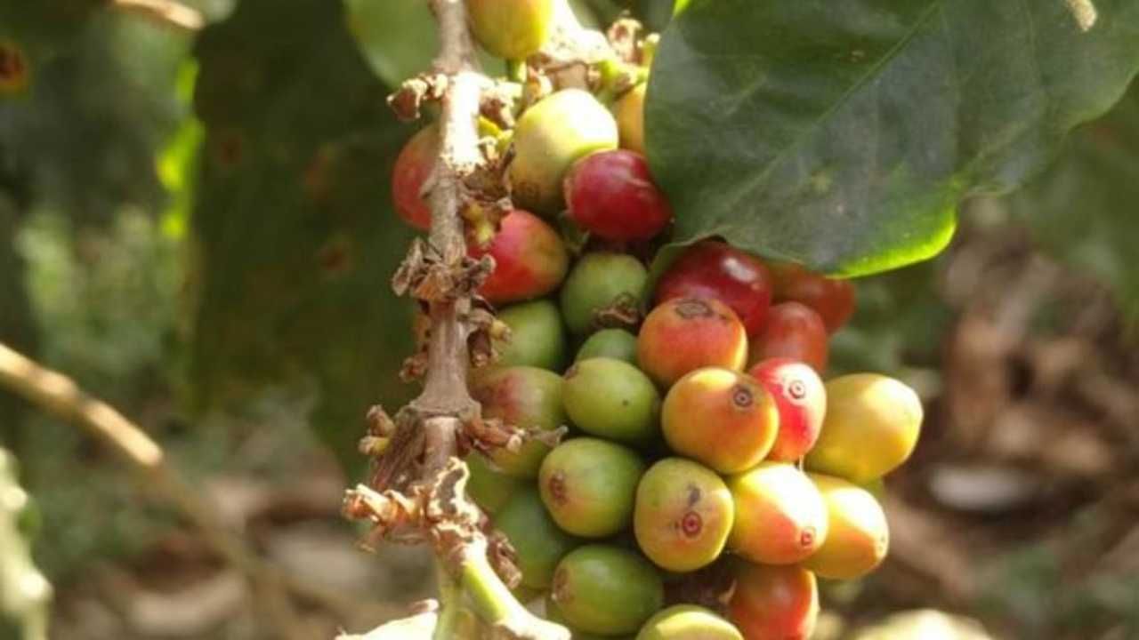 येरकौड : येरकौड  हे तामिळनाडूमध्ये वसलेले आहे, याला दक्षिण भारताचे भूषण देखील म्हटले जाते, खरतर इथे कॉफीचे अनेक मळे आहेत, जर तुम्ही कधी इथे भेट द्यायला गेलात तर नक्कीच एकदा कॉफीच्या मळ्याचा आनंद घ्या. येथे मोठ्या प्रमाणात भारतीय प्रजातीच्या विविध कॉफींच्या प्रकारांची लागवड करण्यात येते. 