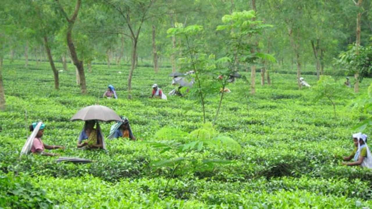  अराकू: अराकू हा आंध्र प्रदेशातील कॉफींच्या मळ्यासाठी प्रसिद्ध असलेला प्रदेश आहे. या प्रदेशात मोठ्या प्रमाणात कॉफीचे उत्पन्न घेतले जाते. हा भाग अदिवासी बहुल आहे, येथील अदिवासी रोजीरोटीसाठी याच कॉफींच्या मळ्यावर अवलंबून असतात. तुम्हाला जर निसर्ग भ्रमंतीची आवड असेल तर तुम्ही एकदा आवश्य अराकूला भेट दिली पाहिजे. तसेच येथील जगप्रसिद्ध कॉफीचा देखील अस्वाद तुम्ही घेऊ शकता. 