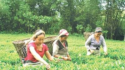 चहा-कॉफी आणि मसाल्यांसंबंधीचे कायदे लवकरच बदलणार, मोदी सरकार ब्रिटिशकालीन नियम रद्द करणार