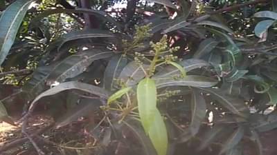 Mango fruit: फळांचा राजा पुन्हा अडचणीत, आता थेट उत्पादनावर परिणाम