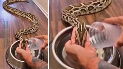 Viral Video : भल्या मोठ्या सापाला आपल्या ओंजळीनं पाजलं पाणी, यूझर्स म्हणतायत...