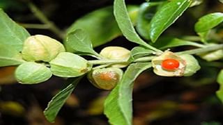 Mango fruit: फळांचा राजा पुन्हा अडचणीत, आता थेट उत्पादनावर परिणाम