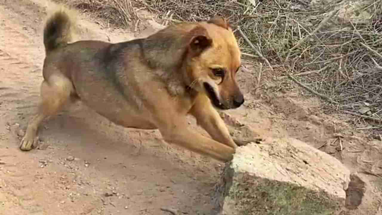 Viral : माझ्या रस्त्याच्या आड येवू नको, असंच म्हणतोय जणू हा कुत्रा! पाहा, दगड हटवतानाचा Video