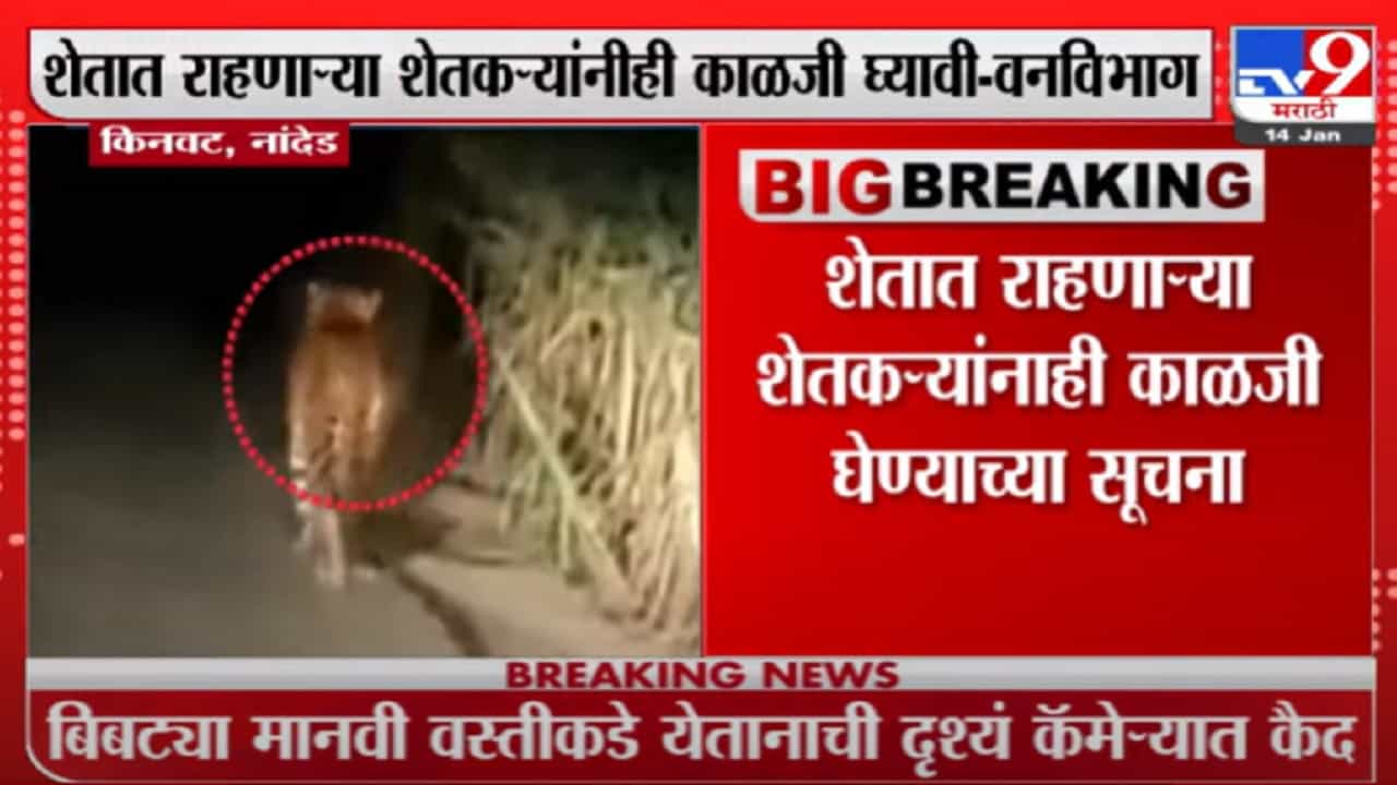 नांदेडच्या किनवटमधील तेलंगणा राज्याच्या सीमेवर बिबट्याचा वावर, दृश्य कॅमेऱ्यात कैद