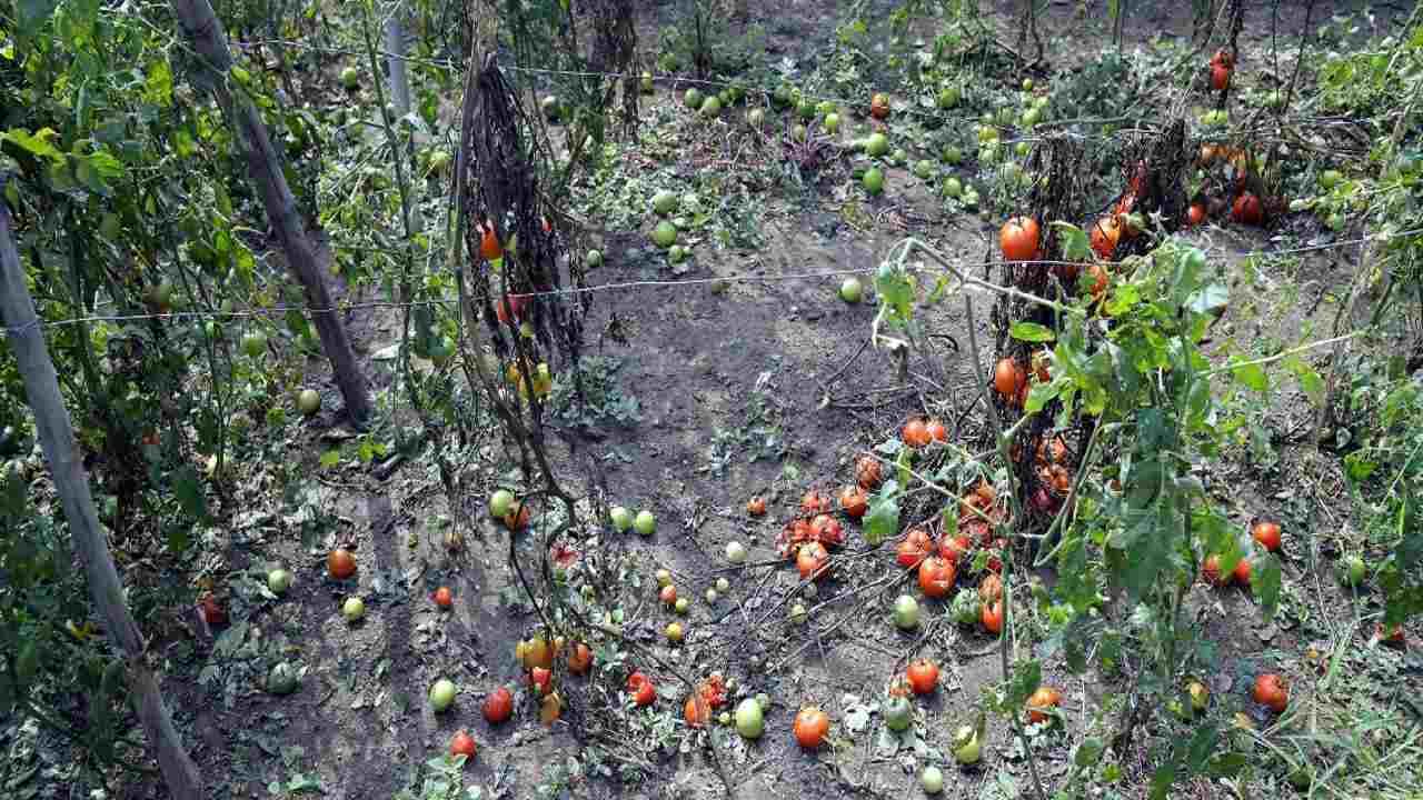 Nagpur | पशुसंवर्धन मंत्र्यांनी केली गारपीटग्रस्त भागाची पाहणी; सुनील केदार यांनी काय केल्यात घोषणा?