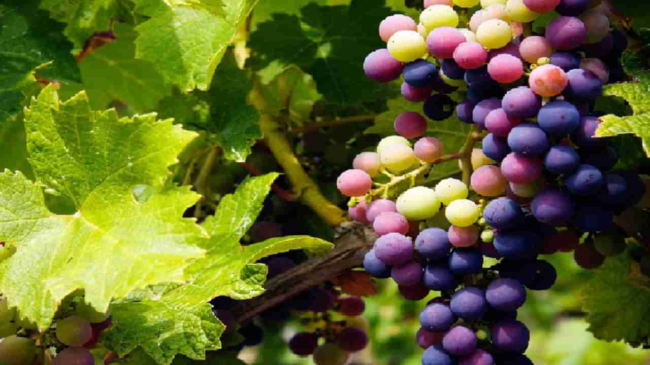 Grape Harvesting : हंगाम सुरु झाला, व्यापारीही दाखल मग द्राक्ष काढणीला कशामुळे लागला ब्रेक