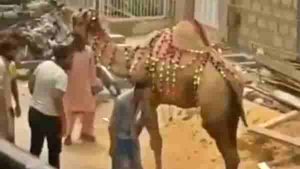 Viral Video : उंटाची छेड काढणं मुलाला पडलं महाग; यूझर्स म्हणतात, हे तर कर्माचं फळ!