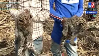 ऊसाच्या शेतात बिबट्याच्या बछड्यांचा धुमाकूळ