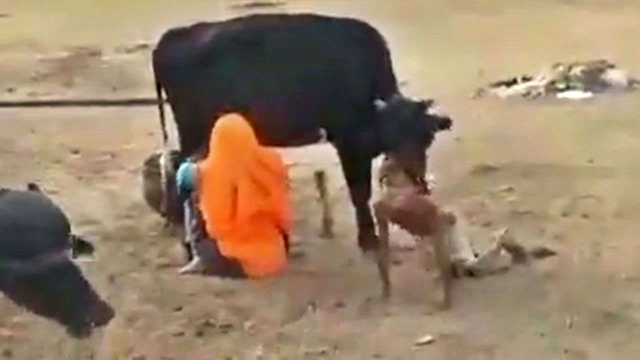 गाईचं दूध काढण्यासाठी महिलेची अनोखी शक्कल, देशी जुगाडचा Video Viral