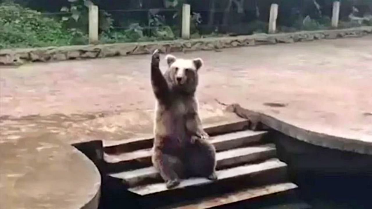 Viral Video : स्विमिंग पुलाजवळ अंघोळीसाठी बसलंय अस्वल, लोक म्हणतायत आम्हीही येतो..!