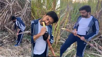 आमदार धीरज देशमुख यांचं शेतामंदी मन रंगलं, व्हीडिओ सोशल मीडियावर व्हायरल