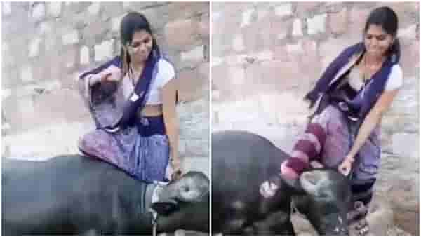 Viral : म्हशीची छेड काढली आणि धपकन् तोंडावर आपटली महिला, पाहा Video