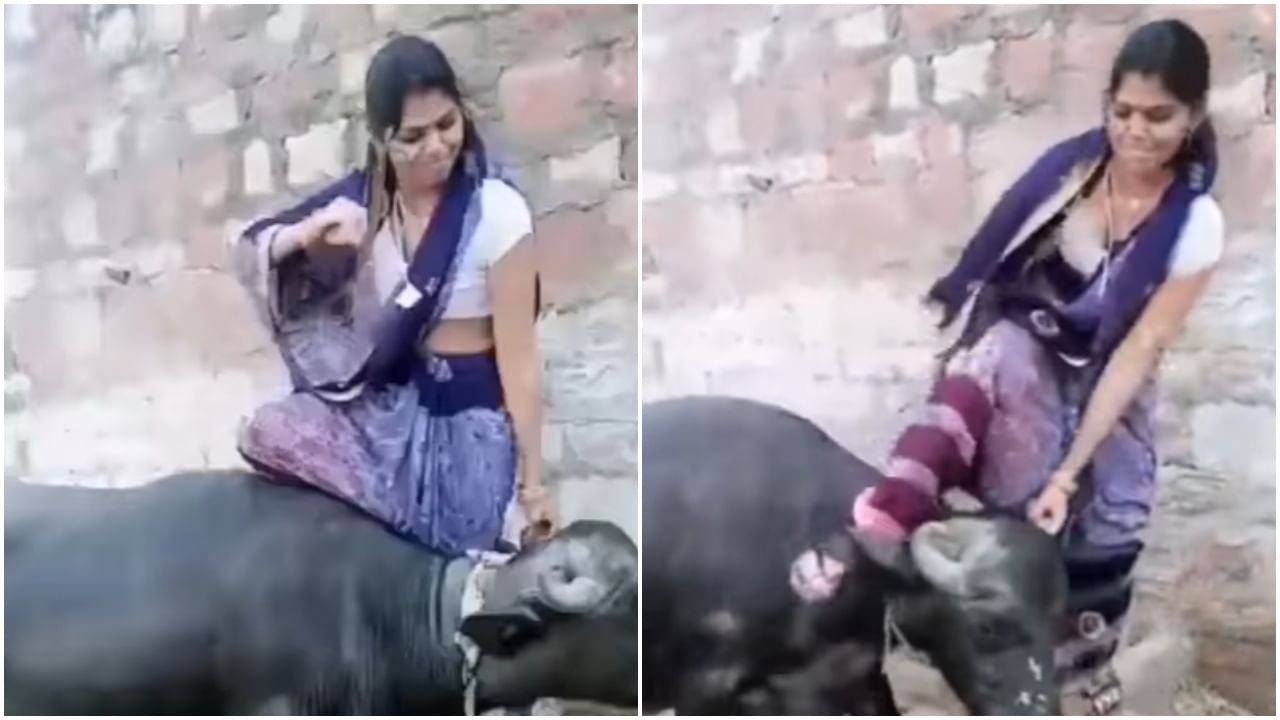 Viral : म्हशीची छेड काढली आणि धपकन् तोंडावर आपटली महिला, पाहा Video