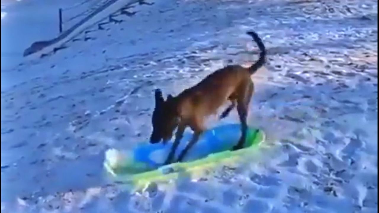 Viral : बर्फावर स्केटिंग करत कुत्र्याची मौज, सोशल मीडियावर Video जिंकतोय यूझर्सचं मनं