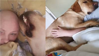 पाळीव कुत्रा पाहायचा ब्रेस्टकडे, द्यायचा सूचक इशारा, सत्य समोर आल्यानंतर महिला हादरली