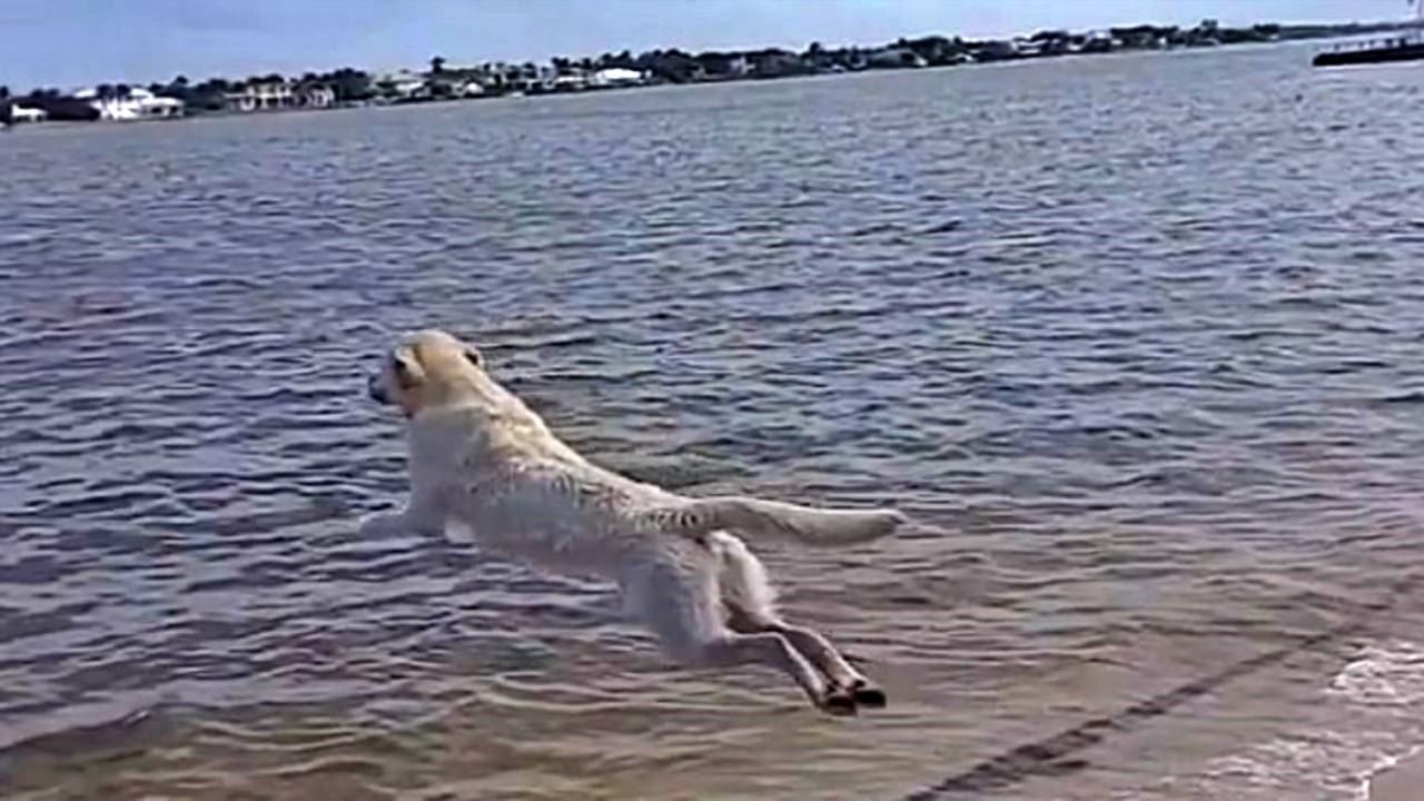 Video : कुत्र्याची इतकी जबरदस्त झेप तुम्ही कधी पाहिली नसेल? वाटतं, तो हवेत उडतोय..!