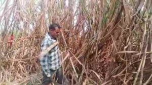 Sugarcane Sludge : ऊसतोड मजुरांसाठी कायपण! गाळप पूर्ण होण्यासाठी कारखान्याची अनोखी शक्कल