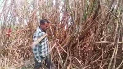 व्वा रे पट्ट्या..! 2 बिस्कीट पुडे अन् ताक पिऊन अंगी हत्तीच बळ, ऊसतोड कामगाराचा असा हा विक्रम तुम्ही होताल अवाक्