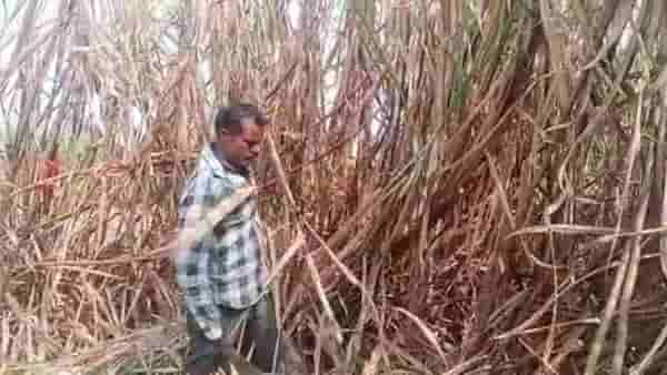 व्वा रे पट्ट्या..! 2 बिस्कीट पुडे अन् ताक पिऊन अंगी हत्तीच बळ, ऊसतोड कामगाराचा असा हा विक्रम तुम्ही होताल अवाक्
