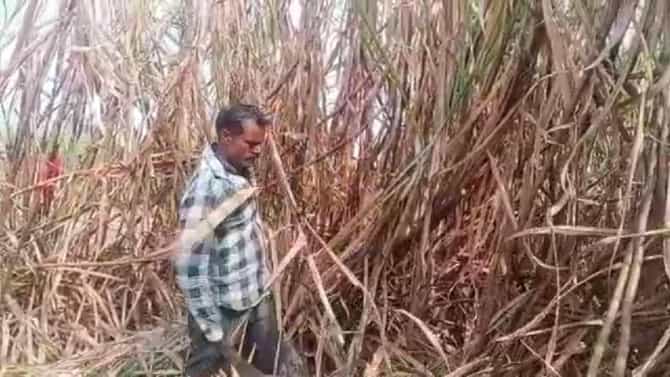 Sugarcane Sludge : ऊसतोड मजुरांसाठी कायपण! गाळप पूर्ण होण्यासाठी कारखान्याची अनोखी शक्कल