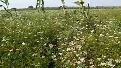 Cilantro : पारंपारिक पिकांना कोथिंबीर भारी, बुरशीचा नायनाट अन् उत्पन्नात भर