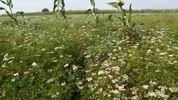Cilantro : पारंपारिक पिकांना कोथिंबीर भारी, बुरशीचा नायनाट अन् उत्पन्नात भर