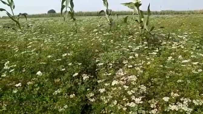 Cilantro : पारंपारिक पिकांना कोथिंबीर भारी, बुरशीचा नायनाट अन् उत्पन्नात भर