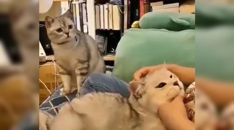 Viral : यूझर्सना भावला मांजरीचा 'किलर कम इमोशनल' लूक, पुन्हा पुन्हा पाहाल 'हा' Video