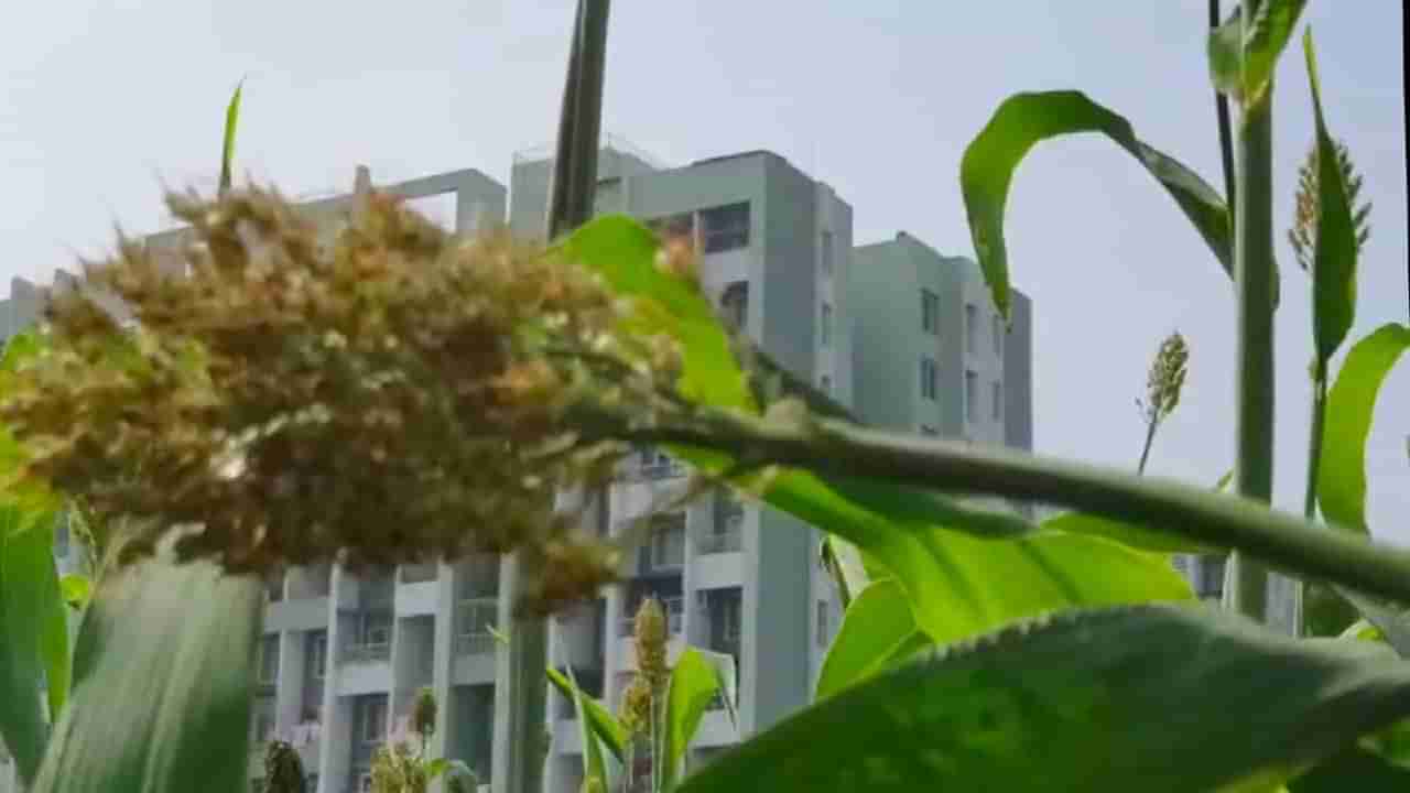 Sorghum Crop : त्यांनी सिंमेंटच्या जंगलात ज्वारीचे पीक घतले पण उत्पादनासाठी नाही तर...