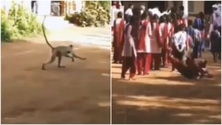 Viral : यूझर्सना भावला मांजरीचा ‘किलर कम इमोशनल’ लूक, पुन्हा पुन्हा पाहाल ‘हा’ Video