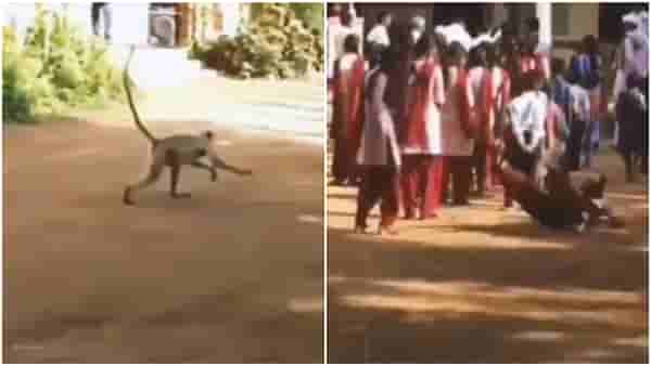 Viral Video : शांतपणे उभ्या असलेल्या मुलीवर माकडानं केला हल्ला, बाकीची मुलं घाबरली