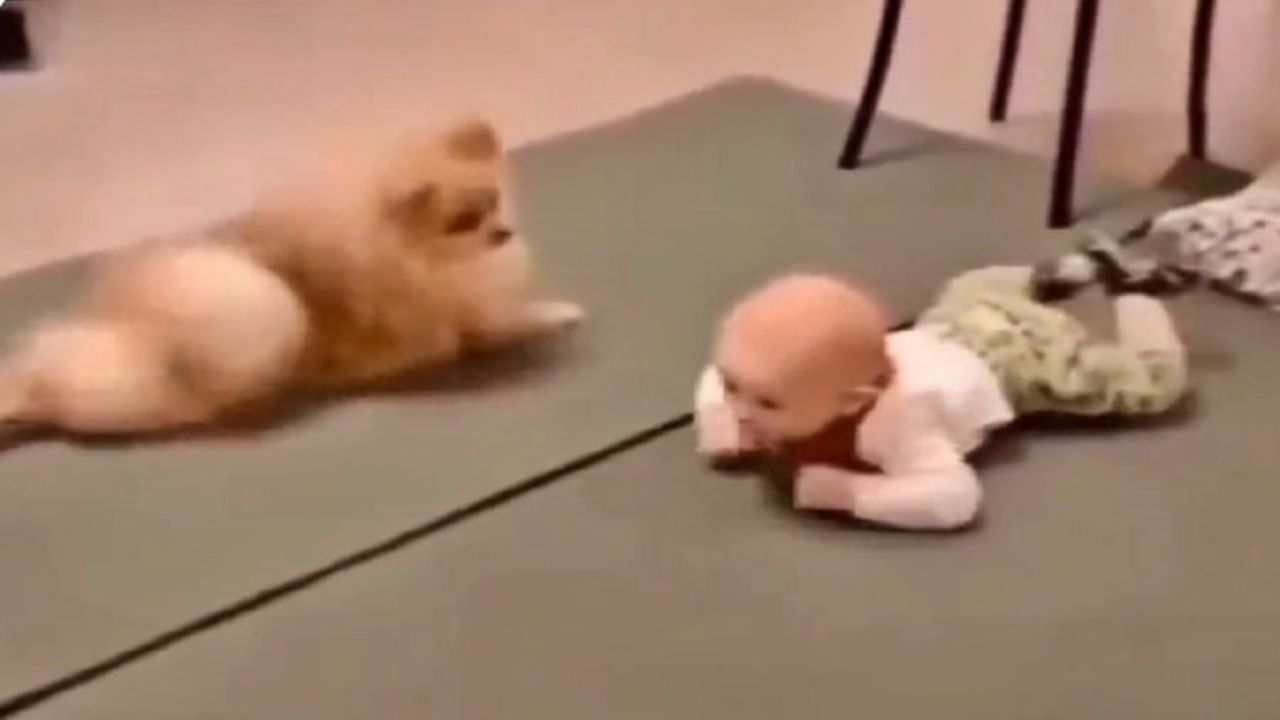 Viral Video : बाळाला रांगायला शिकवतंय 'हे' कुत्र्याचं पिल्लू; पाहा, कुत्रा आणि बाळाचा खट्याळपणा