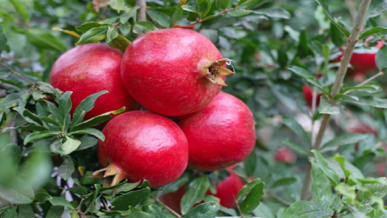 Pomegranate Cultivation : डाळिंब क्षेत्राची राज्यात घट परराज्यात वाढ, काय आहेत कारणे?