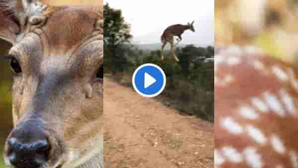 चिते की चाल, बाज की नजर और हरिणाच्या उडीवर संदेह नहीं करते! Video पाहून बाजीरावपण हेच म्हणाले असते