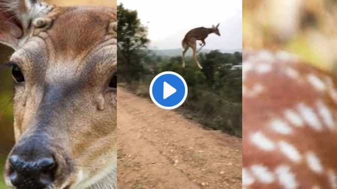 चिते की चाल, बाज की नजर और हरिणाच्या उडीवर संदेह नहीं करते! Video पाहून बाजीरावपण हेच म्हणाले असते