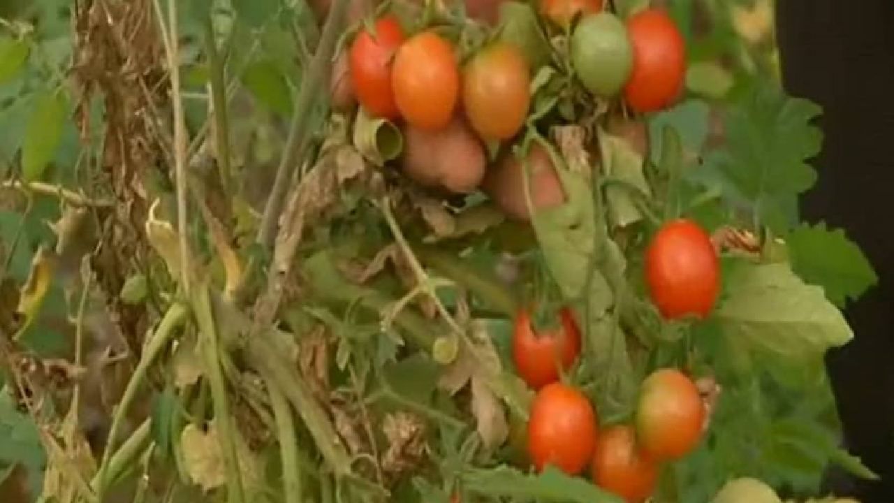 Organic Farming: सेंद्रीय पध्दतीने पिकवलेला टोमॅटो 400 रुपये किलो अन् वर्षभर उत्पादन