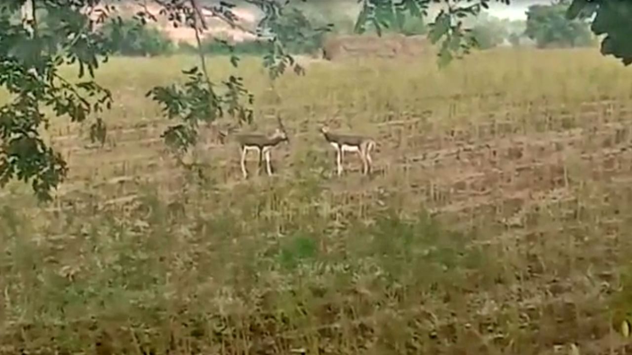 Antelopes Fighting : जामदरा घोटी शेतशिवारात रंगली दोन काळविटांची झुंज, पाहा Video