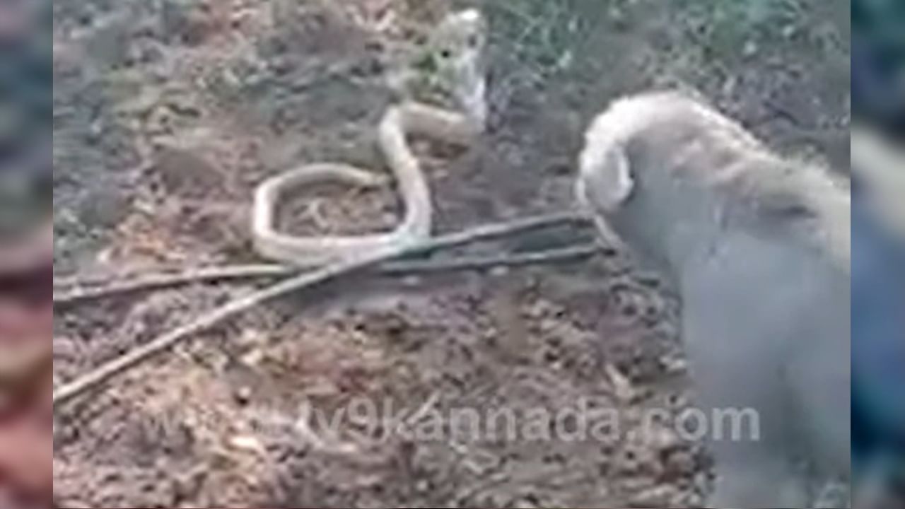 Dog & Snake Fight : एका सापावर तीन कुत्र्यांची दादागिरी! कशामुळे चवताळले कुत्रे? पाहा Video